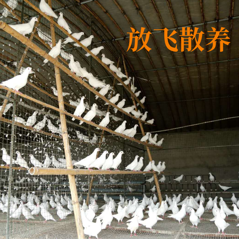 𳽸