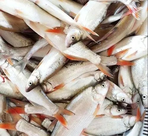 淅川美食系列之丹江红尾鱼