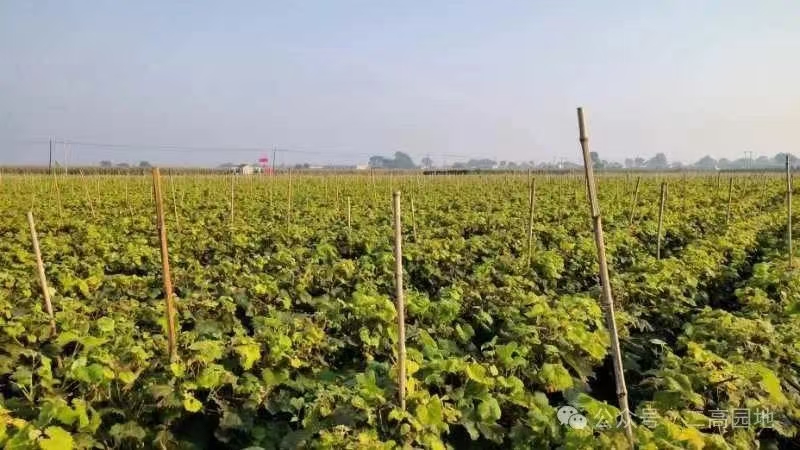 1755744474860486.jpg a45bd4884828aeecfe80cbd1249e00a.jpg