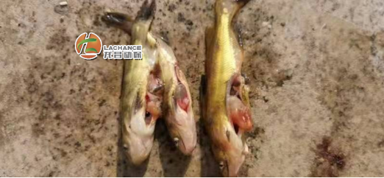 1650250144365276.png image.png