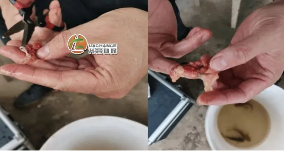 1650250150234069.png image.png