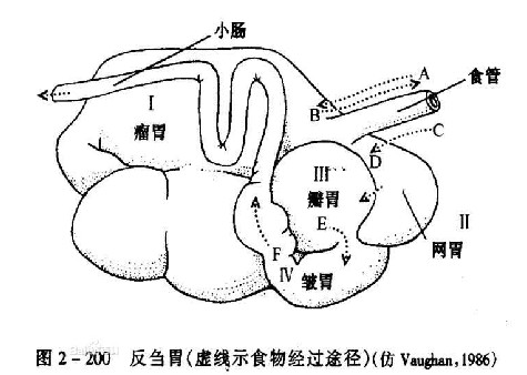 瘤胃保健 瘤胃保健