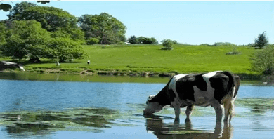 �۽�����(ch��ng) | ��ţ�ᑪ(y��ng)����Σ���c����