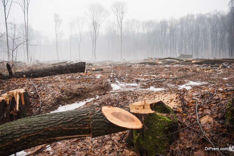 Billions-of-trees-have-been-cut-down.jpg