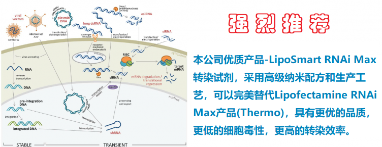 LipoSmart RNAiMax Transfection Reagent