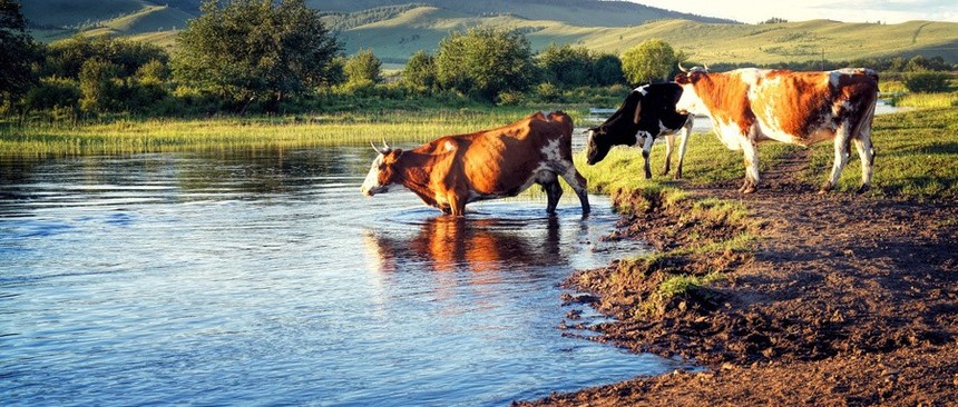 摄图网_500467261_wx_草原上河边的牛群（非企业商用）.jpg