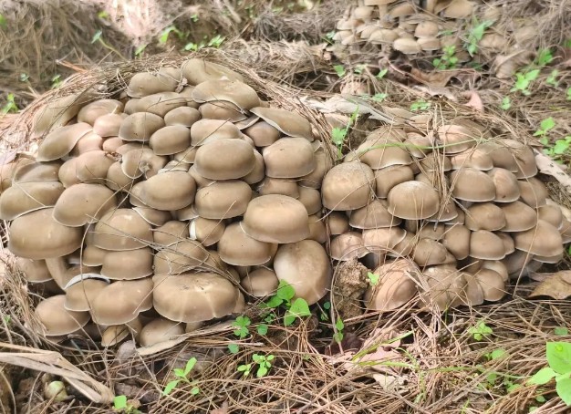 1761749331757299.jpg 18.jpg