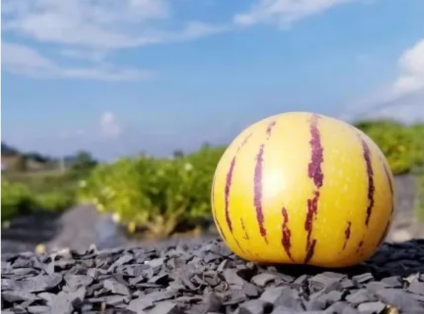 1762690463449870.jpg 17.jpg