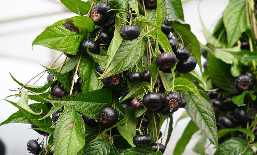 1769049461357426.jpg 1.jpg