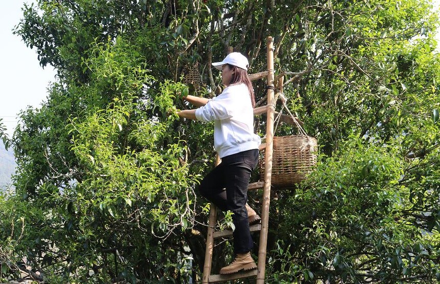 1775893884707645.jpg 1.jpg