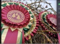 rosettes (7)