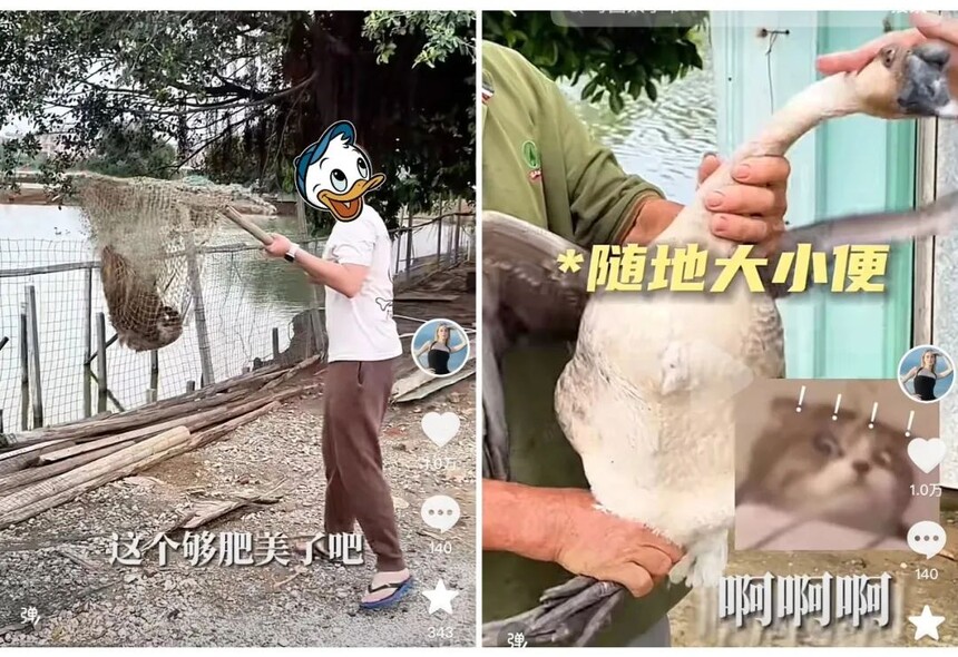 cf96ae8724dc98c92c819ed5854df98f.jpeg