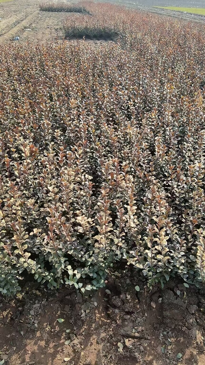1679882975156016.jpg