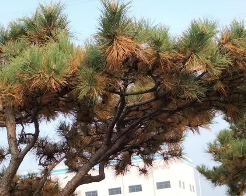 景观松枝条干枯针叶发黄干针原因和解决方案-黑松油松枝枯病_园林景观生态网