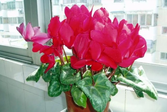 1747203020624333.jpg 这种花5.jpg
