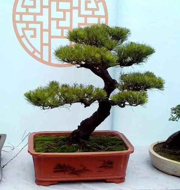 1747355526987391.jpg 春天降至3.jpg