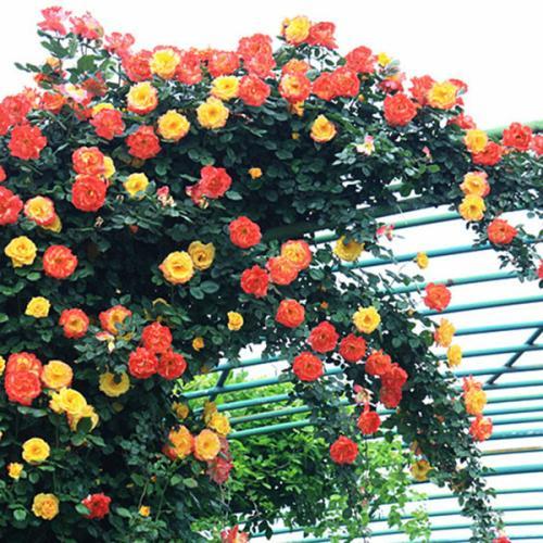 1748567262791892.jpg 花墙1.jpg