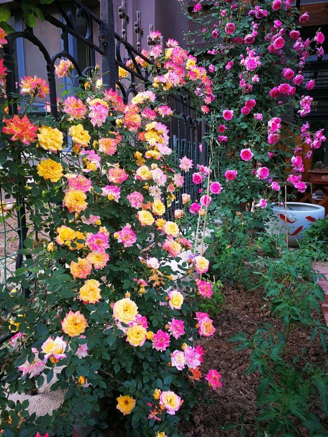 1748567306401231.jpg 花墙2.jpg