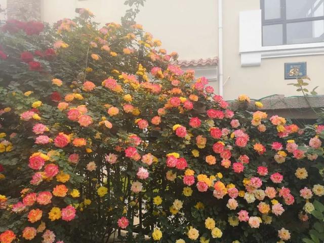 1748567337501797.jpg 花墙3.jpg