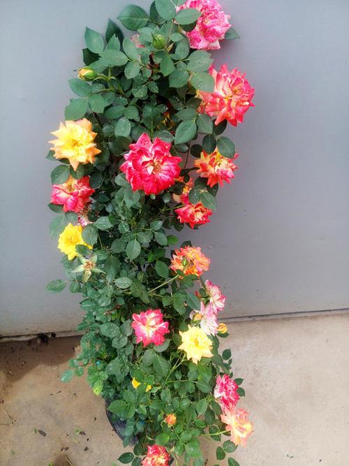 1748567370251995.jpg 花墙4.jpg