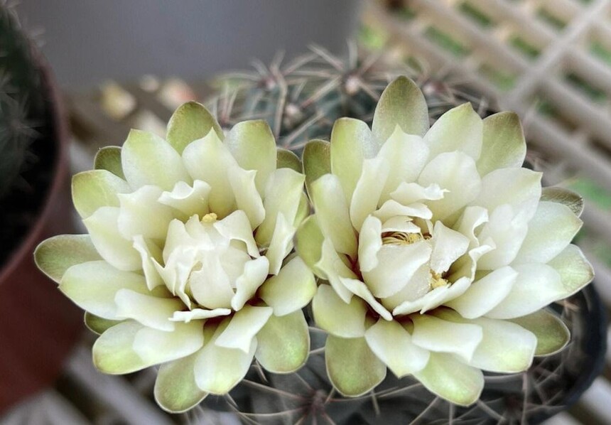 1749020967116669.jpg 绯花玉2.jpg