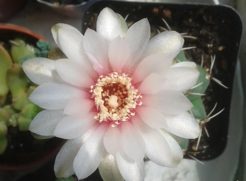 1749020977244271.jpg 绯花玉3.jpg