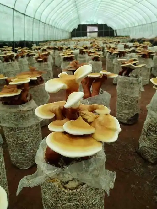 1768554306707371.png d5c8bc18-c69b-49c6-998b-5563f5587520.png