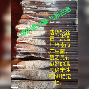 嗜熱性側(cè)孢霉-斜面試管菌種