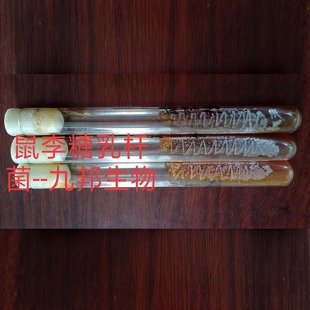 鼠李糖乳桿菌-斜面試管