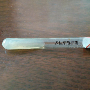 多粘芽孢桿菌 -斜面試管原種