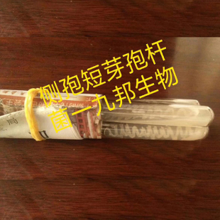 側(cè)孢芽孢桿菌-斜面試管菌