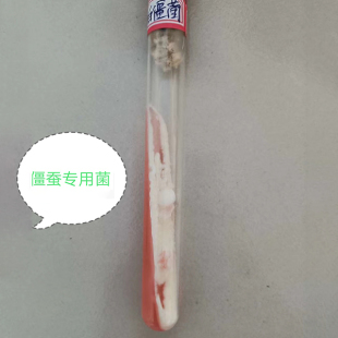 白僵菌斜面試管