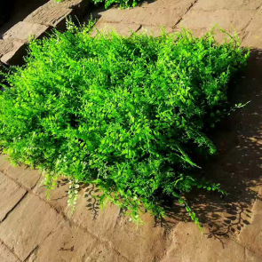 仿真植物