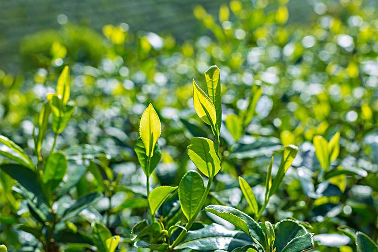 茶叶的功效与作用及营养价值，一文看懂茶叶的好处！