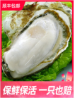 乳山生蠔鮮活5斤帶箱貝司令海鮮水產(chǎn)海蠣子