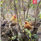 太樸有機(jī)會(huì) 土雞散養(yǎng)老母雞農(nóng)家新鮮月子雞