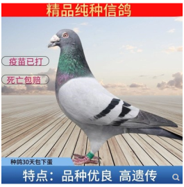 鴿子活一對(duì)肉鴿種鴿包下蛋高產(chǎn)觀賞鴿子雜糧土鴿鴿子活物信鴿賽鴿