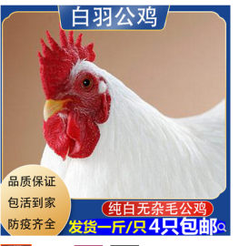 純白無(wú)雜毛大公雞活體包郵 山林散養(yǎng)土雞童子雞活雞笨雞白公雞