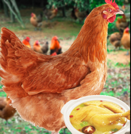 活雞包活到家土雞活苗草雞農(nóng)家散養(yǎng)活雞笨雞正宗現(xiàn)殺母雞下蛋東北