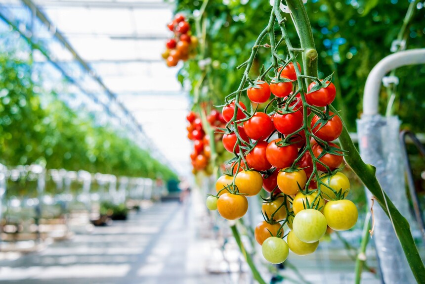 dutchgreenhousedelta-tomatoes.jpg