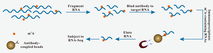 MeRIP-seq  .png