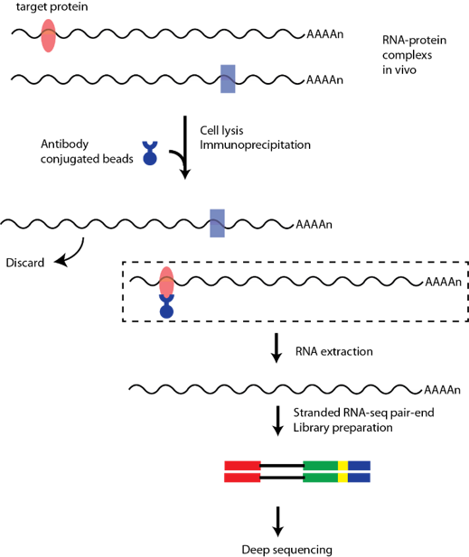 RIP-seq ʵͼ.png