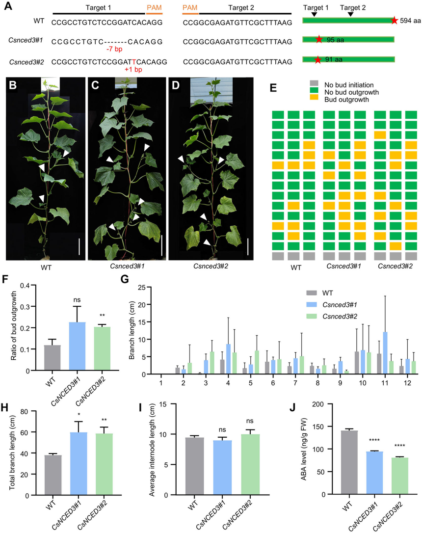 1752544906727774.png 图片9.png