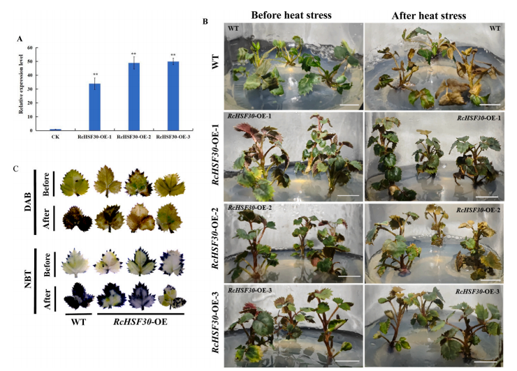 1755078275891247.png 图片14.png