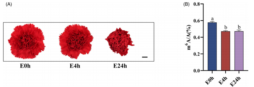 1756112651925056.png 图片3.png