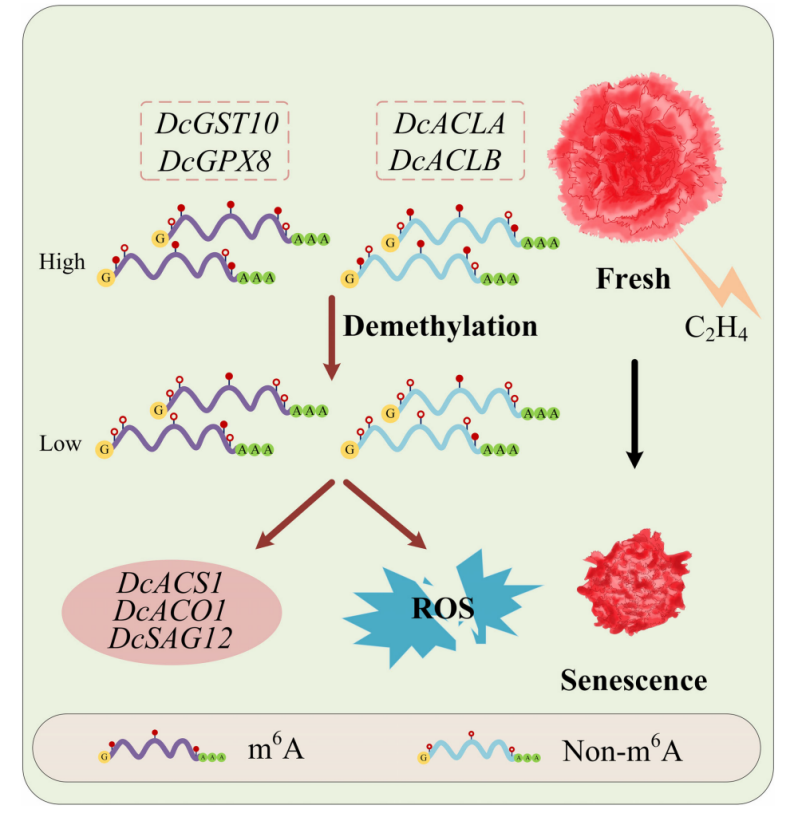 1756112757282850.png 图片12.png