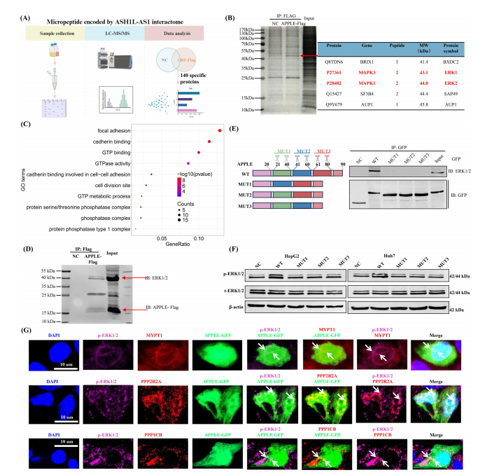 1760342633766754.png 图片9.png