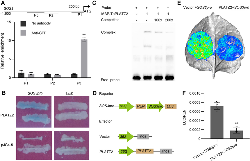 1763110679670940.png 图片9.png