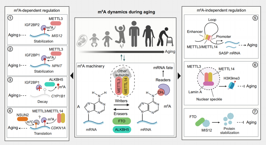 1763524596422434.png 图片6.png