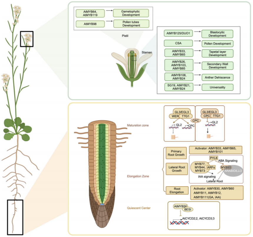 1764146836712094.png 图片4.png